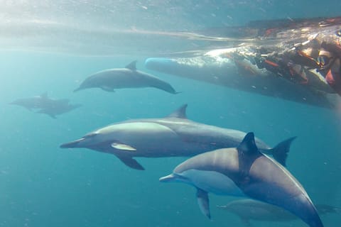 Port Stephens: snorkeling con i delfini selvatici