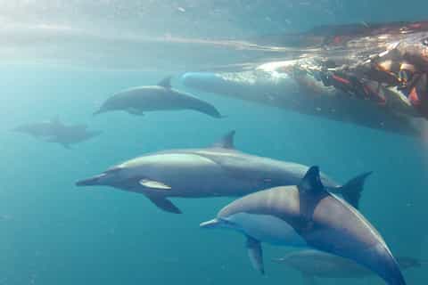 Port Stephens: Snorkel With Wild Dolphins