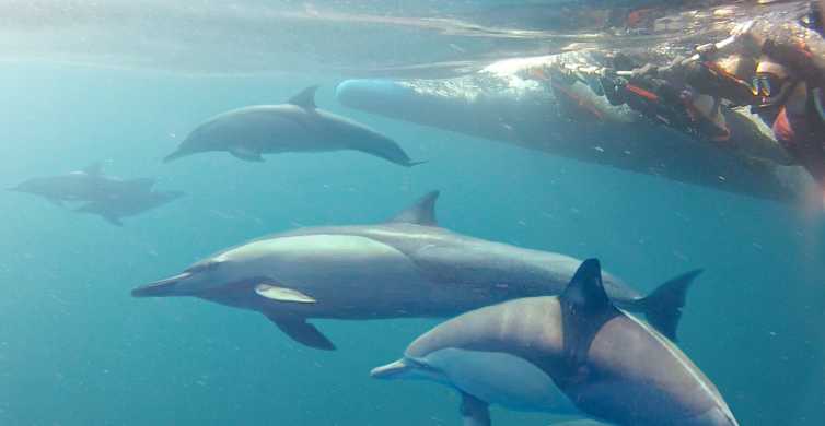 Port Stephens Snorkel With Wild Dolphins