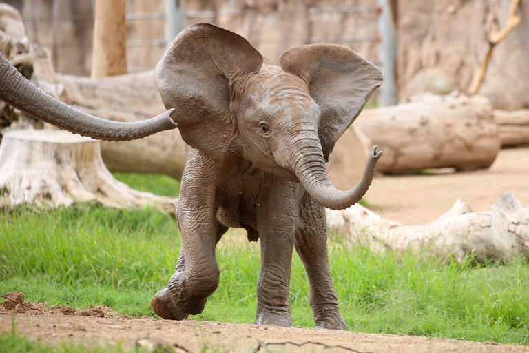 Tucson: Southern Arizona Attractions Discount Pass 7-Day (2025)