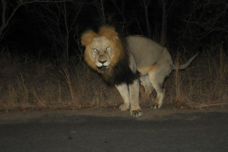 Kruger Park: 5-Day Kruger Park and Manyeleti Safari Tour