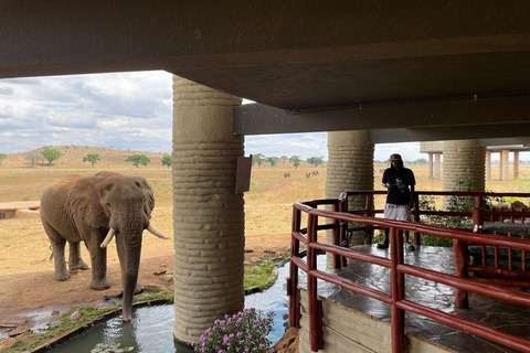 3-day Amboseli & SaltLick Safar: Kilimanjaro View & Treetop