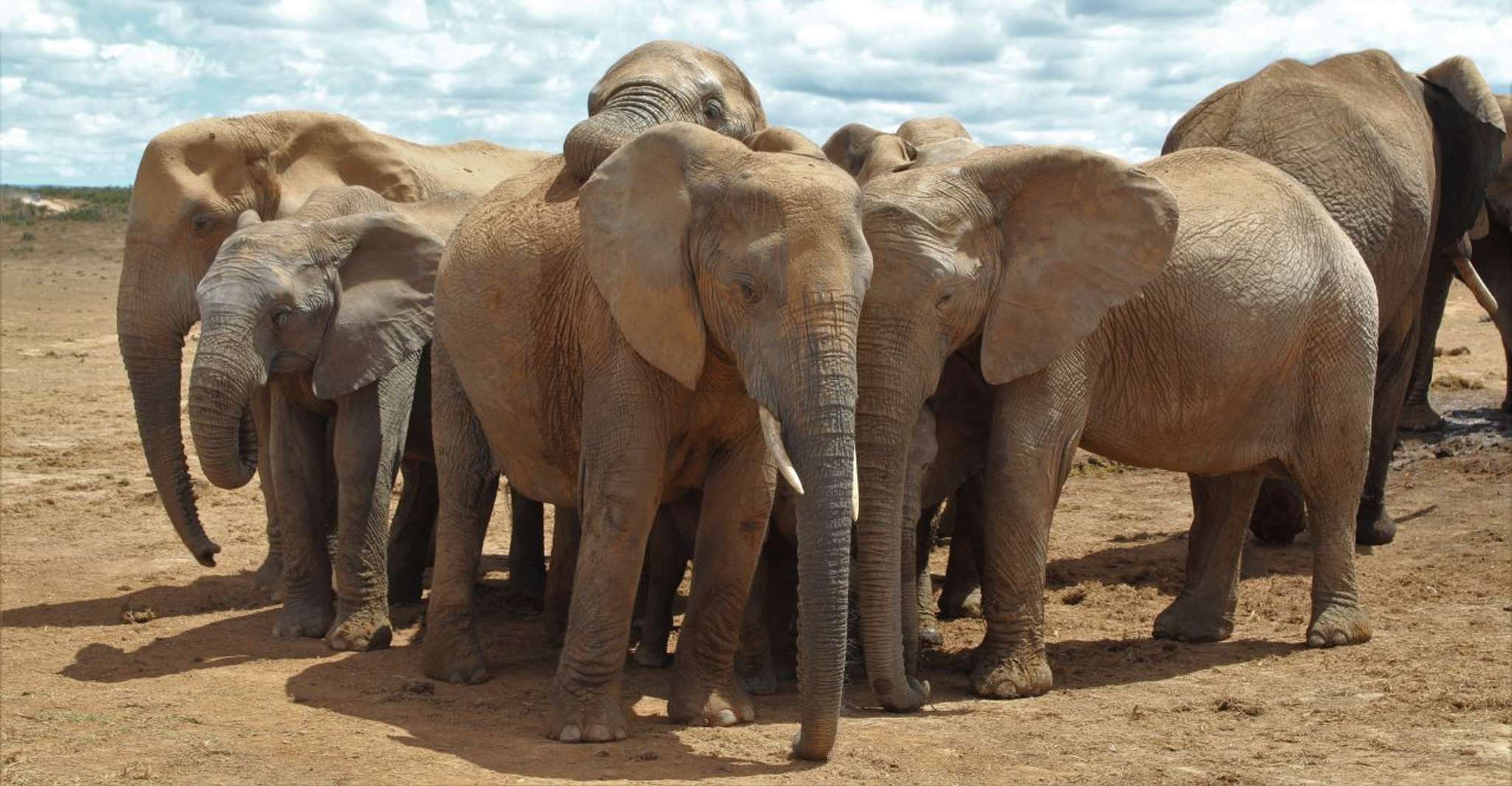 Halbtägige Addo Elephant National Park Safari - Hizvo