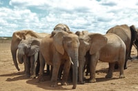 Halbtägige Addo Elephant National Park Safari - Hizvo