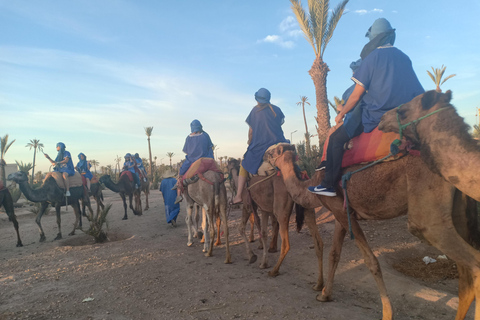 Marrakech: kameelrit bij zonsondergang in de Palmeraie