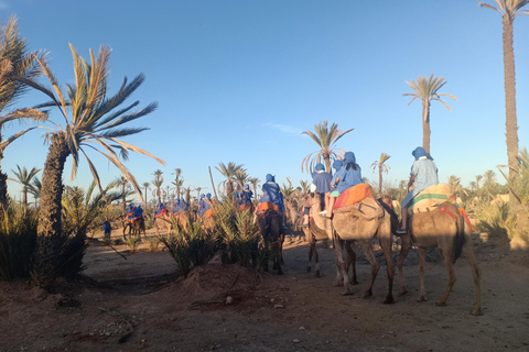 Marrakesch: Kamelritt bei Sonnenuntergang in der Palmeraie