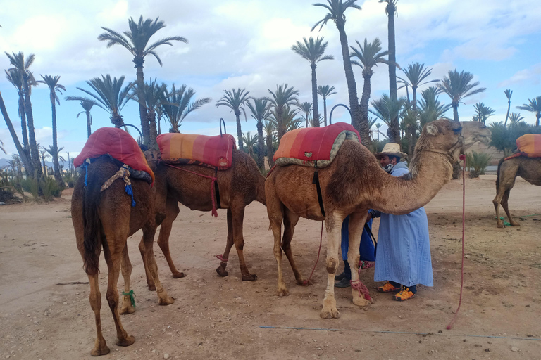 Marrakech: Kamelridning i Palmeraie: Solnedgång