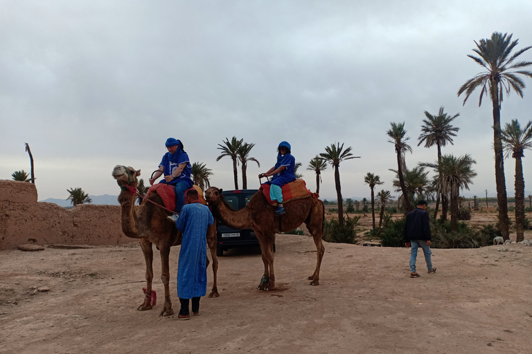 Marrakech: Kamelridning i Palmeraie: Solnedgång