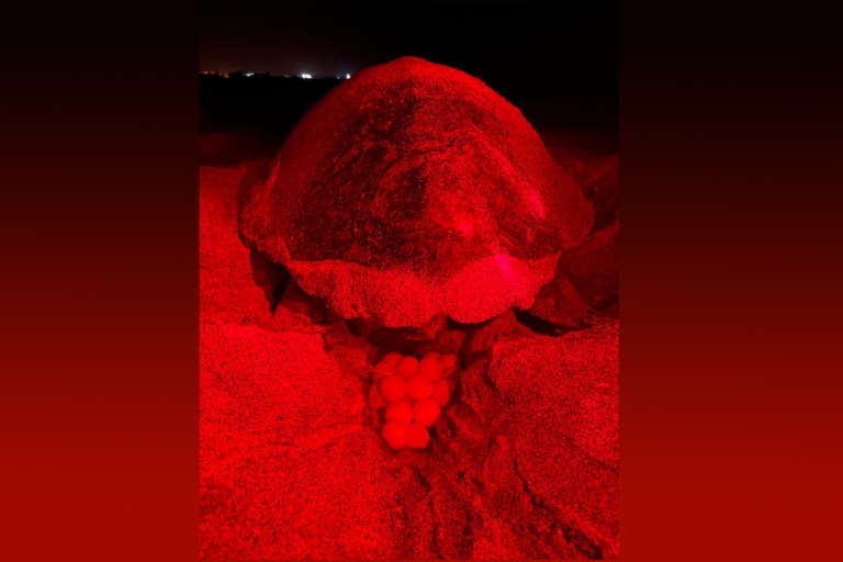 Sal: 's nachts ervaring met het spotten van zeeschildpaddenSal Island: privé-ervaring met het spotten van zeeschildpadden