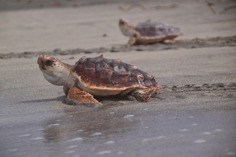 Sal: Meeresschildkröten beobachten bei NachtInsel Sal: Meeresschildkröten-Beobachtung
