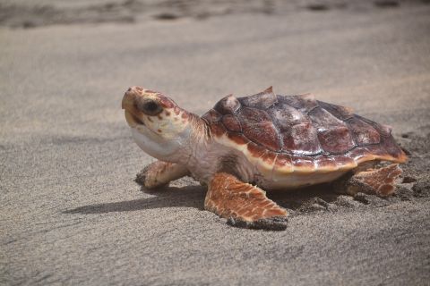 Sal: esperienza di osservazione delle tartarughe marine di notte