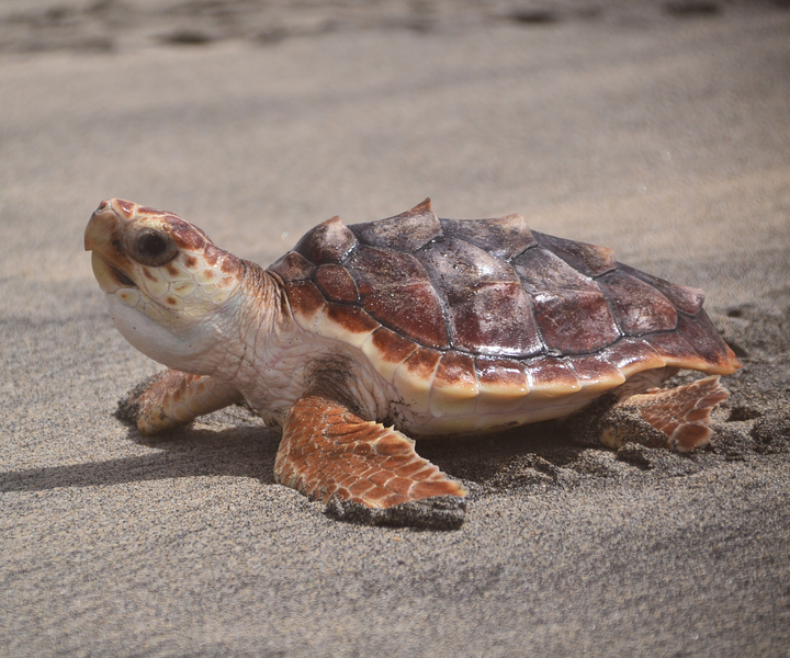 Santa Maria, Sal Island: Sea Turtle Watching Experience