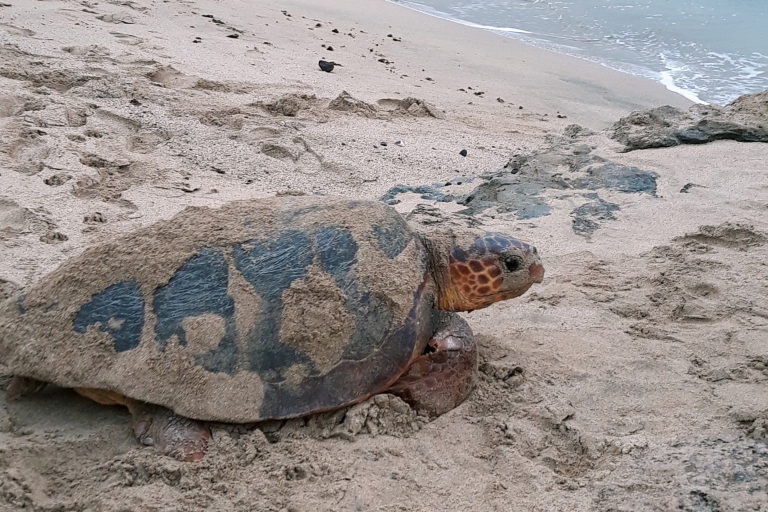 Sal: Expérience d'observation des tortues de mer la nuitÎle de Sal : expérience privée d'observation des tortues de mer