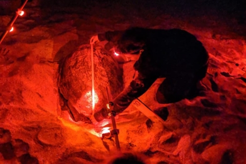 Sal: Oglądanie żółwi morskich w nocyWyspa Sal: prywatne oglądanie żółwi morskich