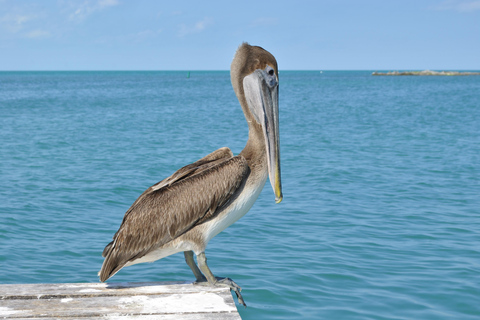 Von der Riviera Maya: Isla Contoy & Isla Mujeres GanztagestourAbholung von Tulum