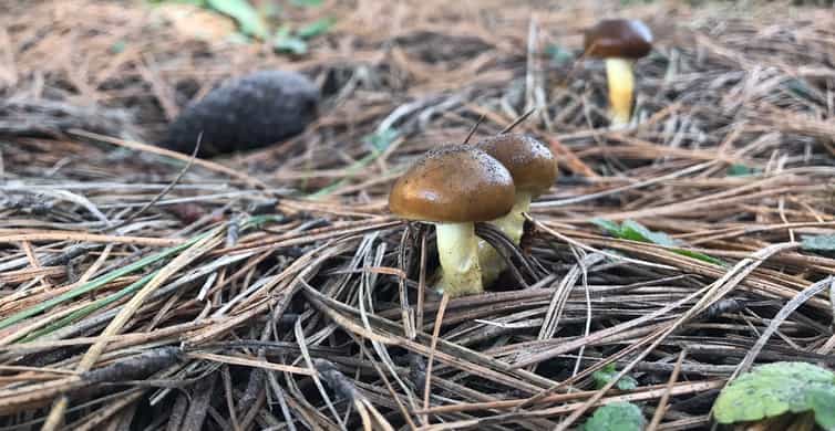 Mexico City: Guided Volcano Trek with Lunch photo 7
