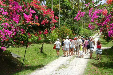 St. Lucia: Wanderung zu den Sapphire Falls mit Kreuzfahrt und kreolischem Mittagessen