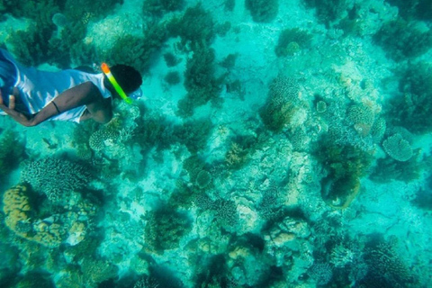 Day Trip: Kisite Dolphin Safari & Wasini Island with Lunch From Diani: Wasini Island Tour with Snorkeling and Lunch