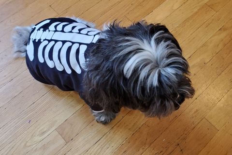 Boston: Dog-Friendly Halloween Costume & Sightseeing Cruise