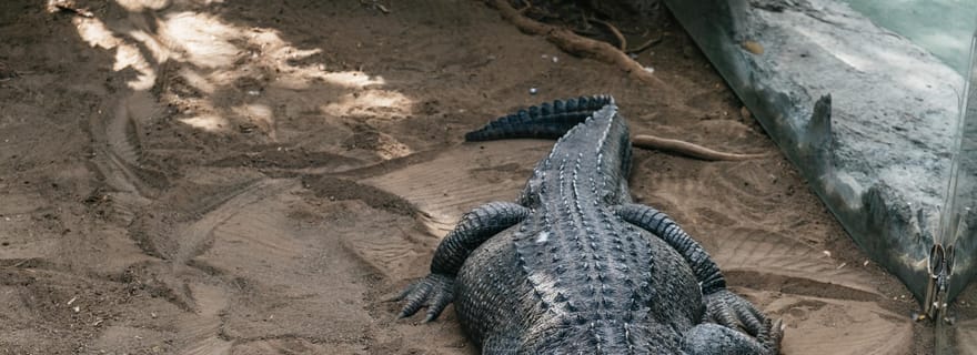 Agüimes : billet d'entrée au zoo du parc Cocodrilo