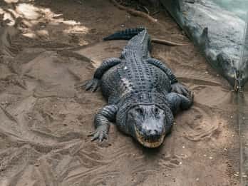 Agüimes: Ticket de entrada al Parque Zoológico de Cocodrilo