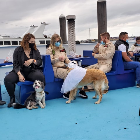 Boston: Dog-Friendly Halloween Costume & Sightseeing Cruise