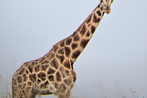 Uganda: 3-Day Murchison Falls & Kibale Chimpanzee Trekking