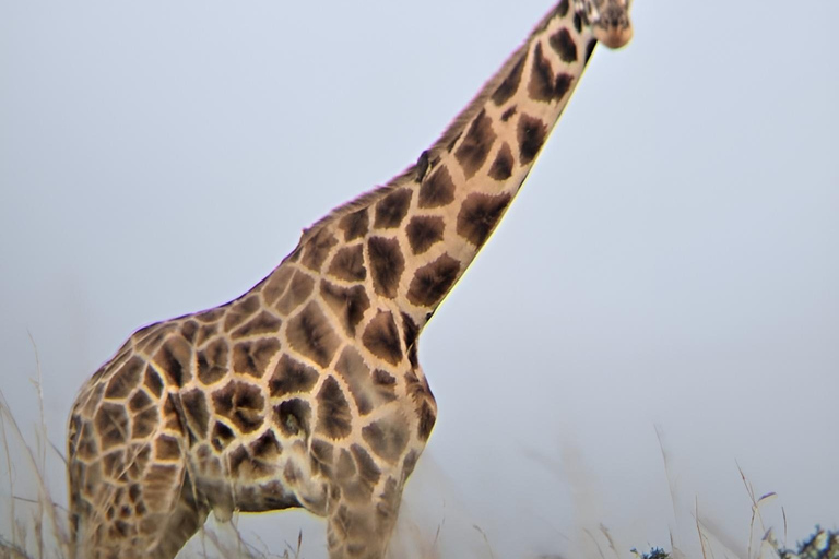 Uganda: 3-Day Murchison Falls & Kibale Chimpanzee Trekking