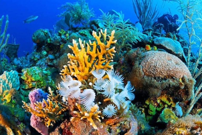 Depuis la baie de Makadi : Excursion en semi sous-marin Empire avec plongée en apnée