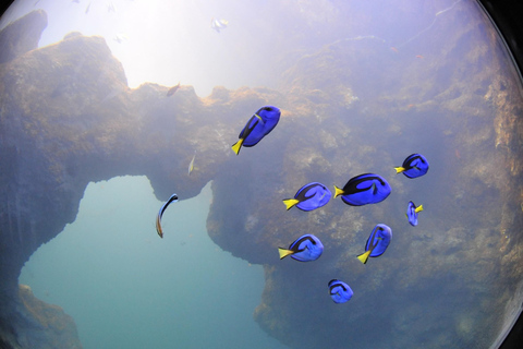 Lyon: bilet wstępu do akwarium