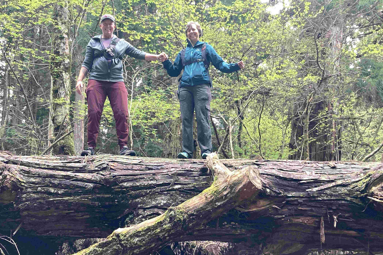 Da Osaka: escursione privata con guida al Monte Koya con veicoloFurgone fino a 7 posti