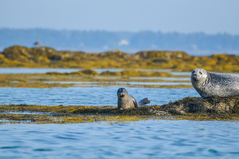 Portland: Schooner Tall Ship Cruise on Casco Bay