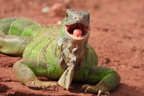 Agadir : visite de la ville, parc aux crocodiles et balade à dos de chameauOption standard