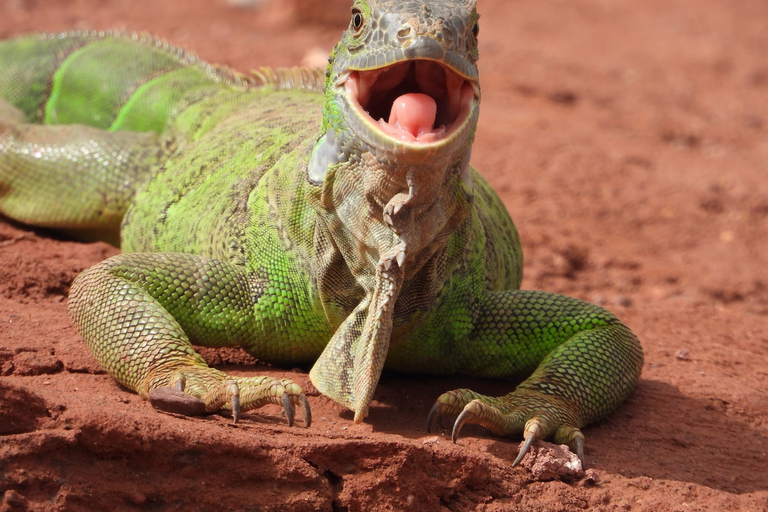 Agadir : visite de la ville, parc aux crocodiles et balade à dos de chameauOption standard