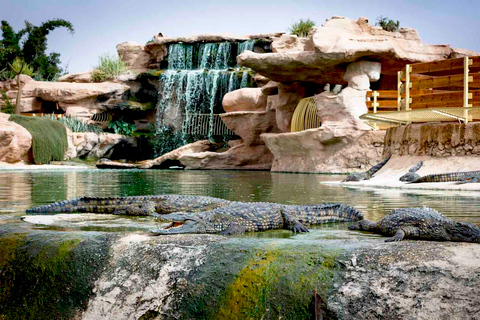 Agadir : visite de la ville, parc aux crocodiles et balade à dos de chameauOption standard