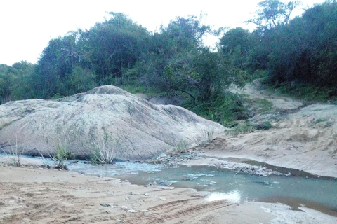 From Nairobi: Guided Bird Watching Tour