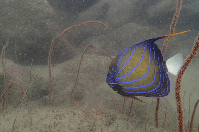 SSI Fun Dive auf Grande Island