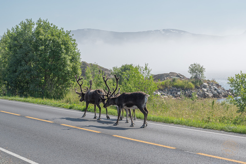 Ab Tromsø: Kleingruppen-Abenteuer im Allrad-FahrzeugAb Tromsø: Allrad-Safari nach Kvaløya