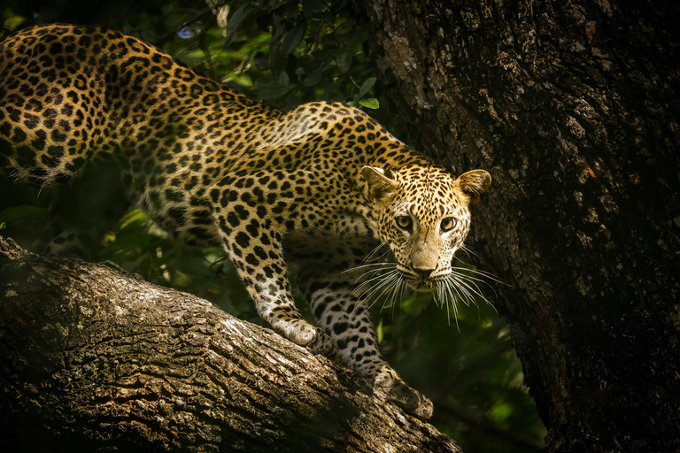 Sri Lanka: 8-Day Big Five Safari & Blue Whale Watching Tour