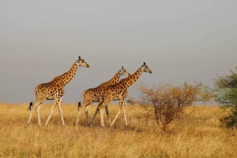 From Kampala: 3-Day Murchison Falls Safari & Chimpanzee Trek