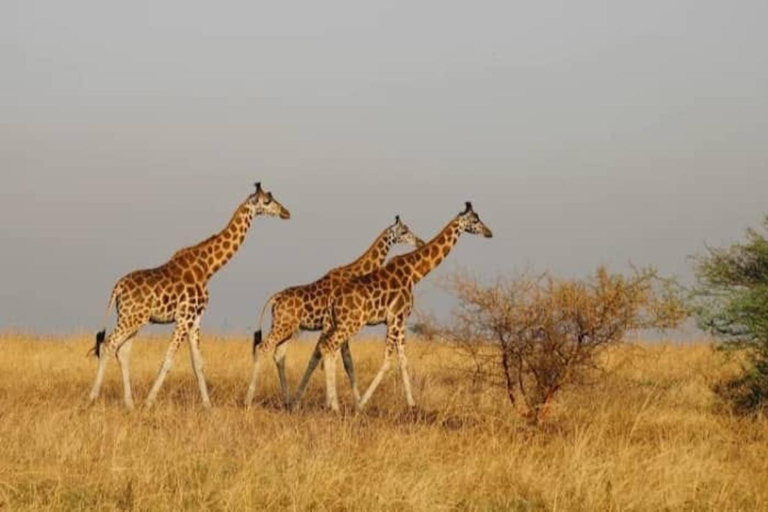 From Kampala: 3-Day Murchison Falls Safari & Chimpanzee Trek
