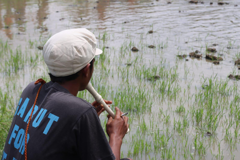 Mount Sago: Summit Zen & Palm Sugar Tour" Summer Experience ; Sikabu-kabu