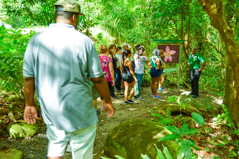 El Yunque : expérience de la forêt tropicaleExpérience dans la forêt tropicale d'El Yunque
