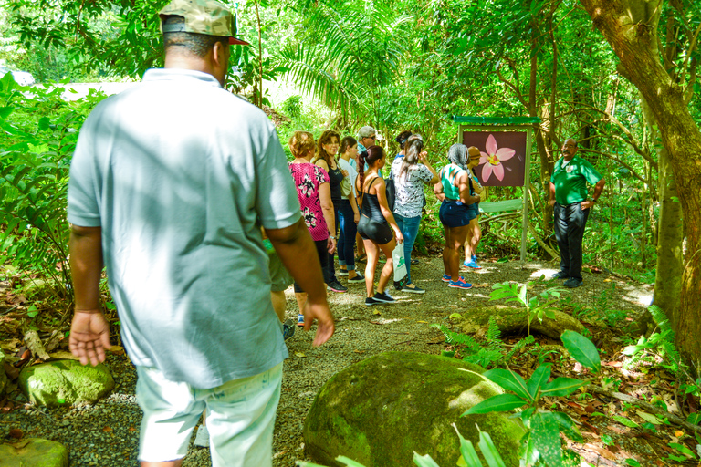 El Yunque : expérience de la forêt tropicaleExpérience dans la forêt tropicale d'El Yunque