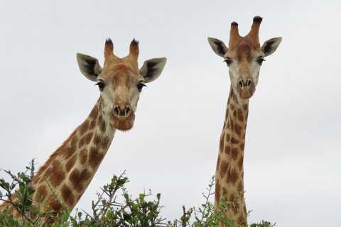Buffelsfontein Game & Nature Reserve GetYourGuide