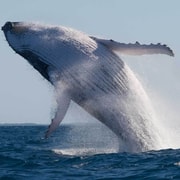 Mooloolaba: 2-Hour Whale Watching Adventure