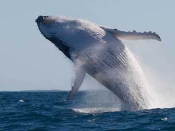Mooloolaba: 2-Hour Whale Watching Adventure