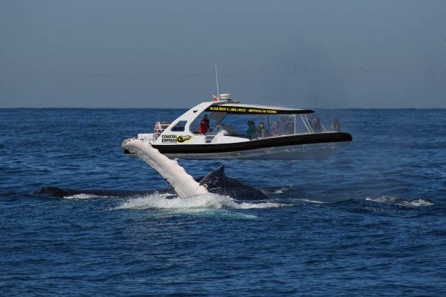 Visit Mooloolaba Whale Watching Cruise in Maleny