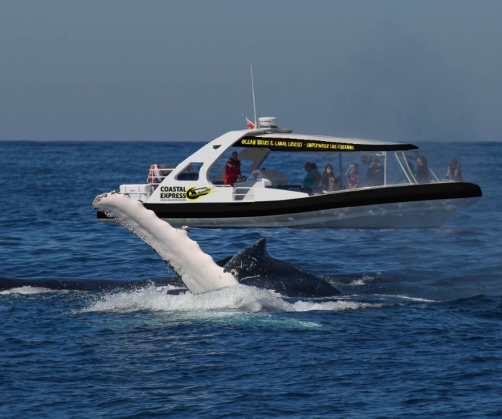 Mooloolaba: crociera con avvistamento balene