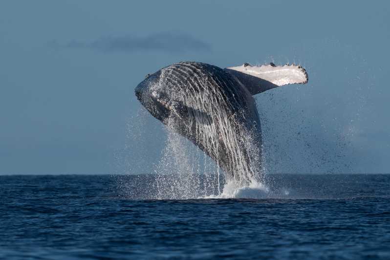 Mooloolaba: krstarenje promatranjem kitova